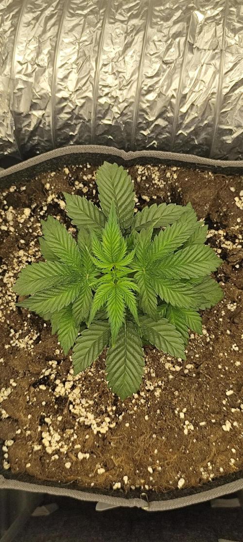Hella Jelly Auto 🍯🌿. Week 3 - MOCHI