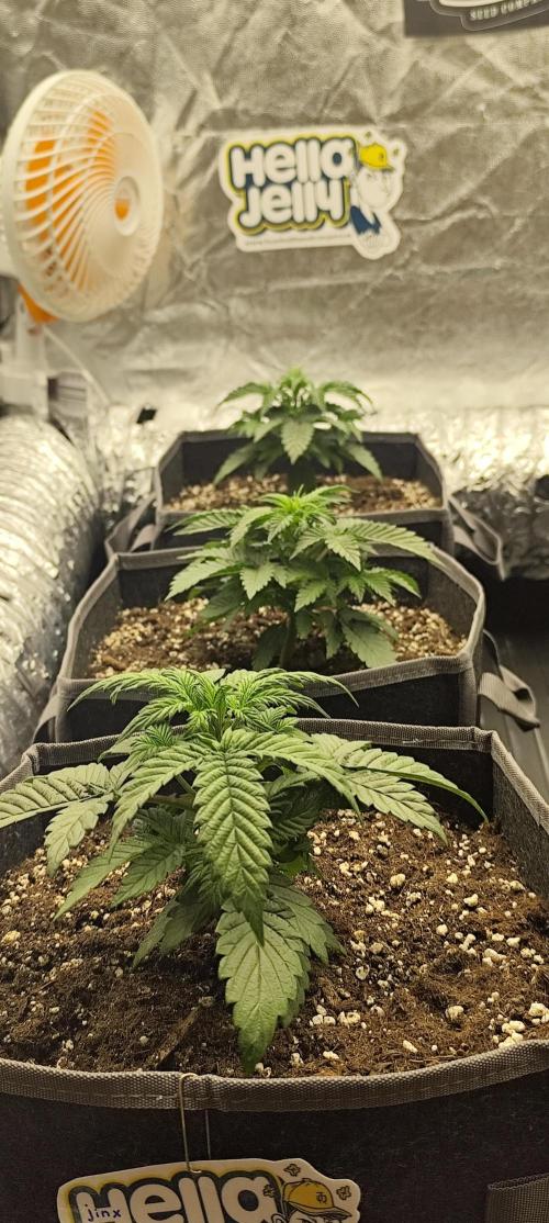 Hella Jelly Auto 🍯🌿. Week 3