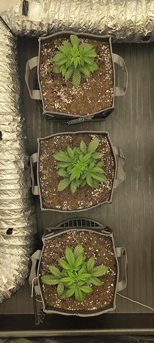 Hella Jelly Auto 🍯🌿. Week 3