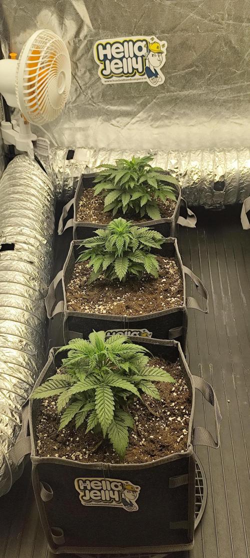 Hella Jelly Auto 🍯🌿. Week 3