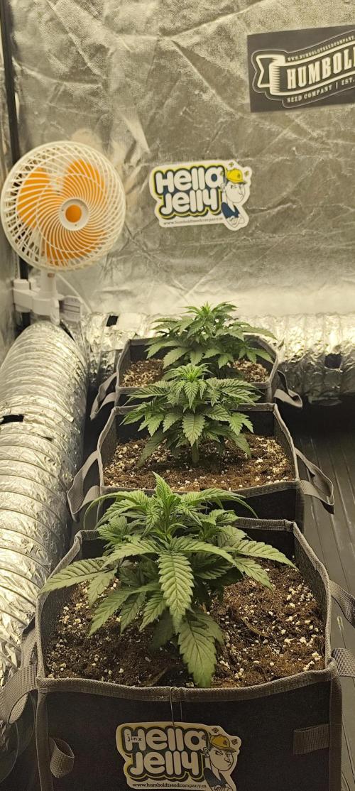 Hella Jelly Auto 🍯🌿. Week 3