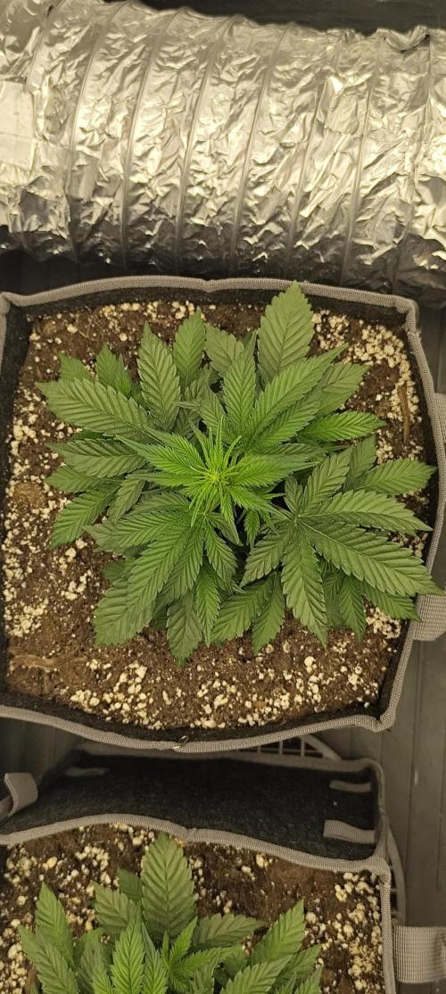Hella Jelly Auto 🍯🌿. Week 3 - MOCHI