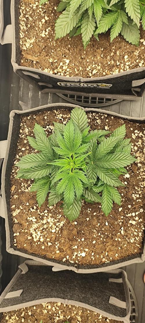 Hella Jelly Auto 🍯🌿. Week 3 - JELLYBEAN