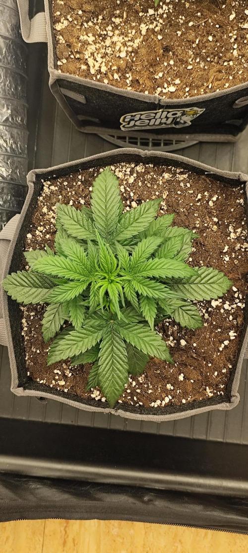 Hella Jelly Auto 🍯🌿. Week 3 - JINX