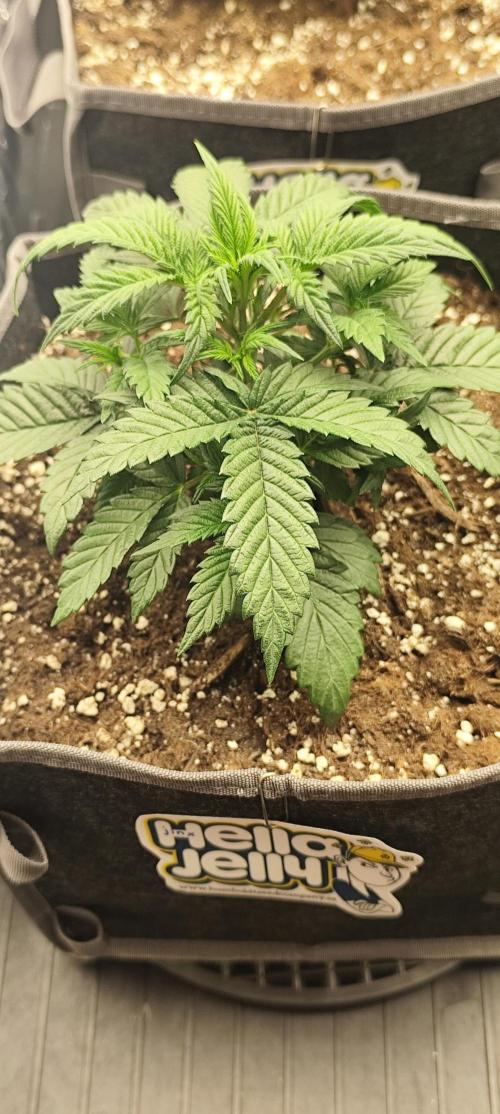 Hella Jelly Auto 🍯🌿. Week 3 - JINX
