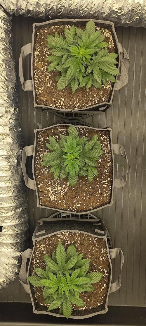 Hella Jelly Auto 🍯🌿. Week 3