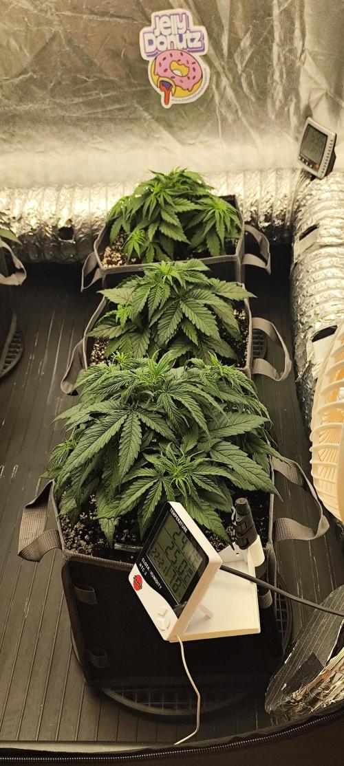 Jelly Donutz Auto 🍩. Week 4 - 10.07.2026