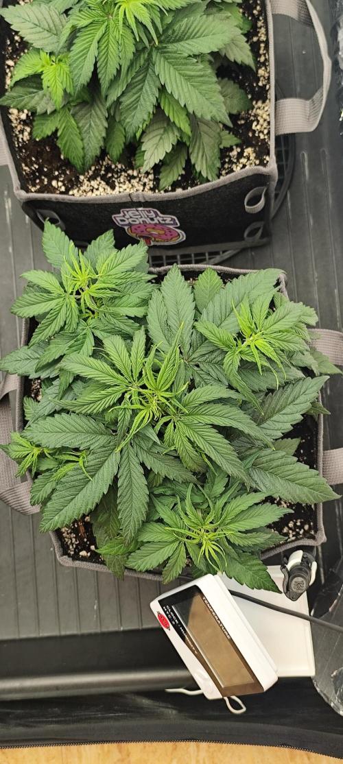 Jelly Donutz Auto 🍩. Week 4 - Maple
10.07.2026