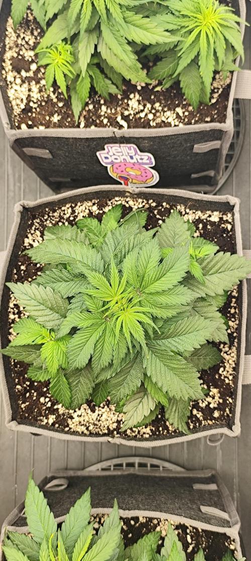 Jelly Donutz Auto 🍩. Week 4 - Glaze
10.07.2026