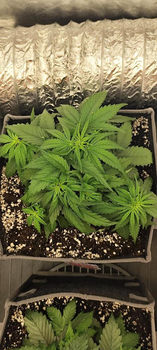 Jelly Donutz Auto 🍩. Week 4 - Sprinkles
10.07.2026