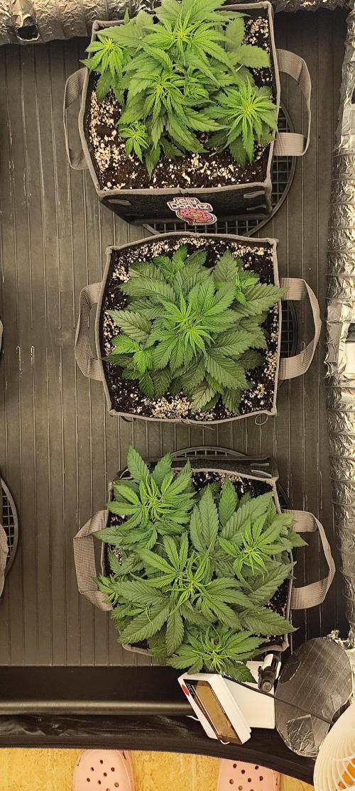 Jelly Donutz Auto 🍩. Week 4 - 10.07.2026