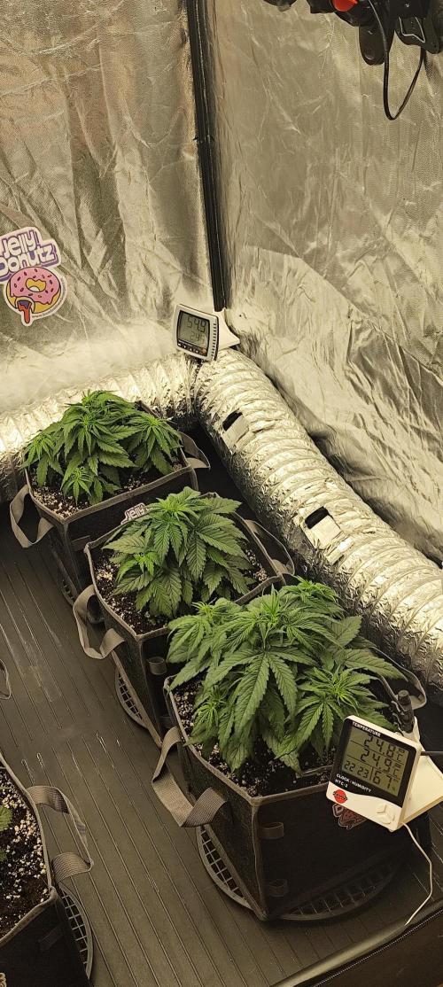 Jelly Donutz Auto 🍩. Week 4 - 10.07.2026