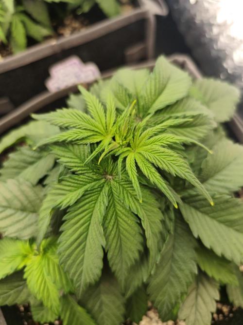 Jelly Donutz Auto 🍩. Week 4 - 10.07.2026