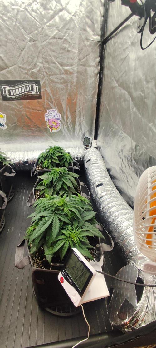 Jelly Donutz Auto 🍩. Week 4 - 10.07.2026
