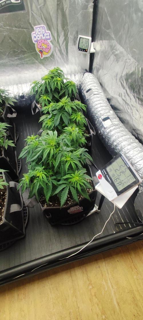 Jelly Donutz Auto 🍩. Week 4 - 14.07.2026