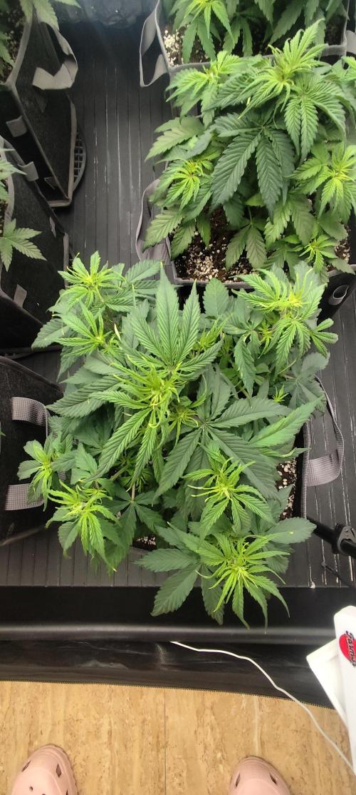 Jelly Donutz Auto 🍩. Week 4 - Maple