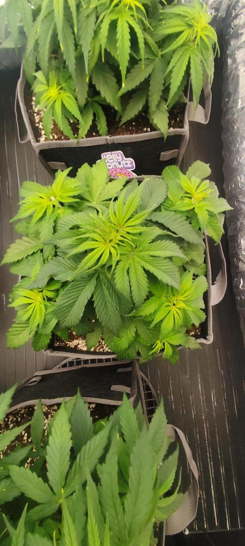 Jelly Donutz Auto 🍩. Week 4 - Glaze