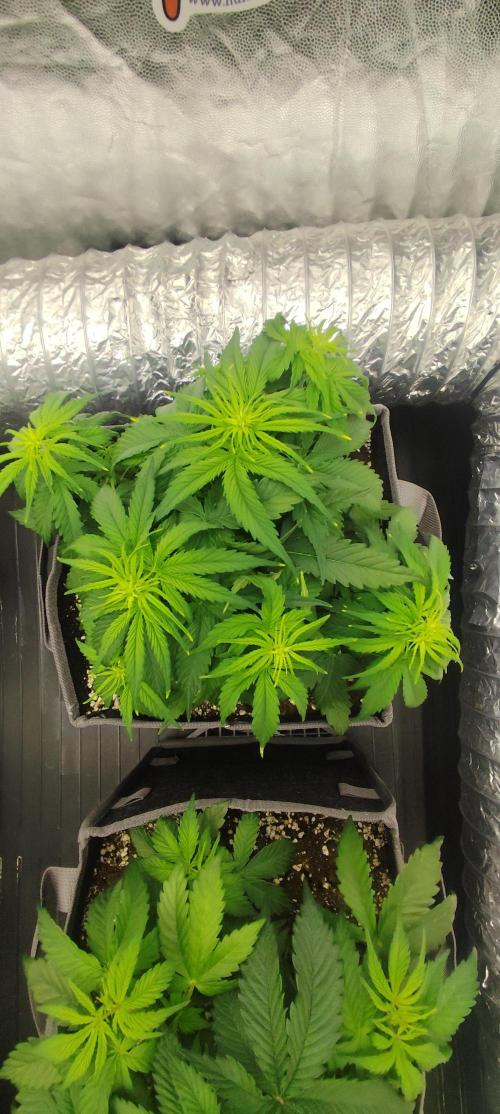 Jelly Donutz Auto 🍩. Week 4 - Sprinkles