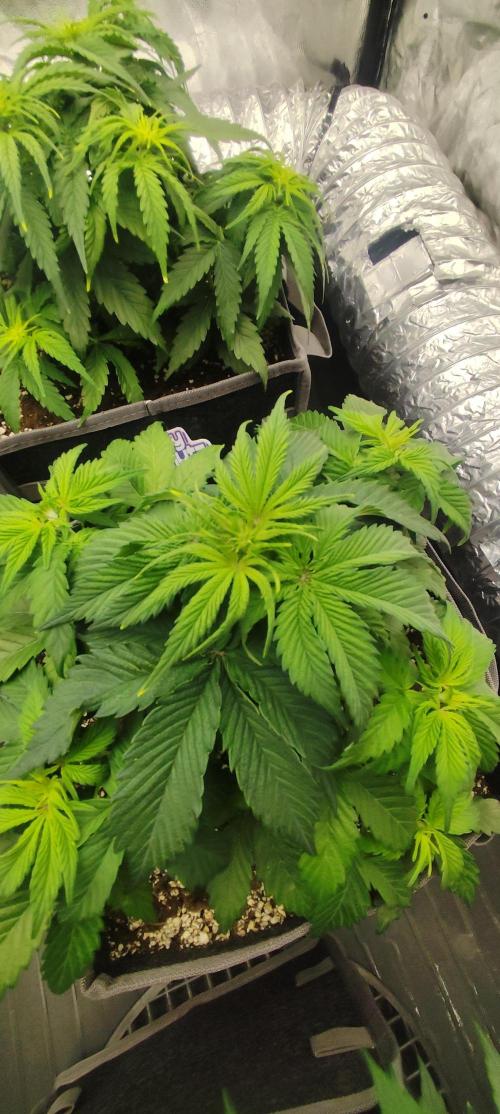 Jelly Donutz Auto 🍩. Week 4 - 14.07.2026