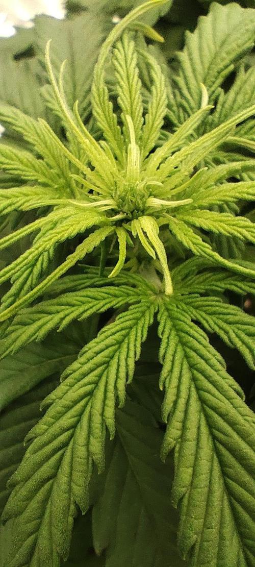 Jelly Donutz Auto 🍩. Week 4 - 14.07.2026