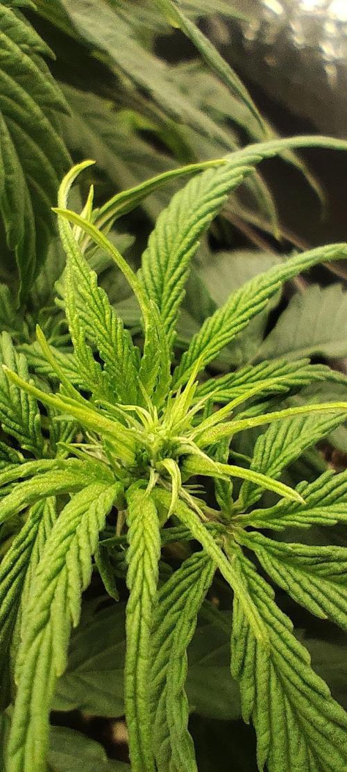 Jelly Donutz Auto 🍩. Week 4 - 14.07.2026