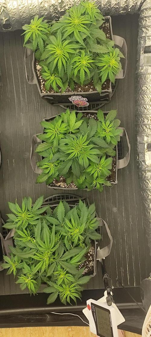 Jelly Donutz Auto 🍩. Week 4 - 14.07.2026