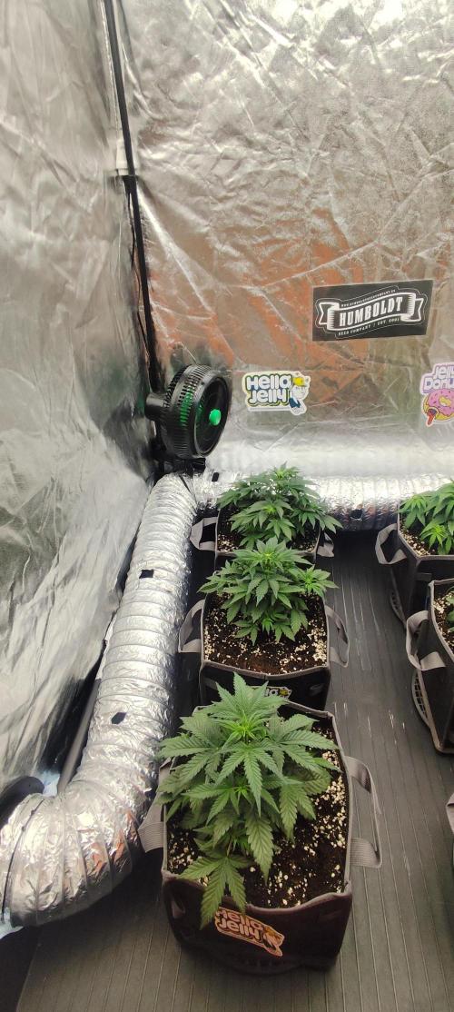 Hella Jelly Auto 🍯🌿. Week 4 - 10.07.2026