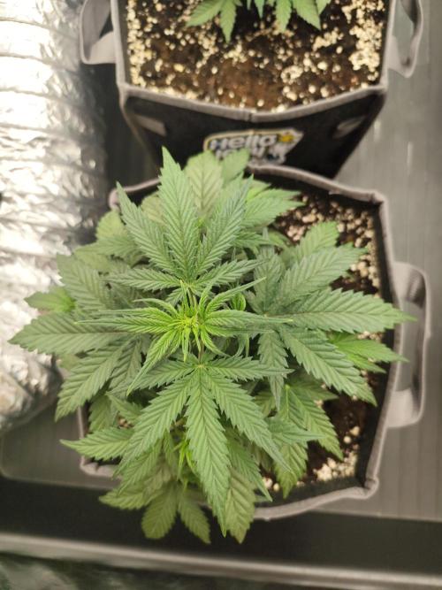 Hella Jelly Auto 🍯🌿. Week 4 - Jinx 
10.07.2026