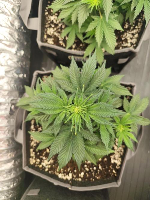 Hella Jelly Auto 🍯🌿. Week 4 - Jellybean
10.07.2026
