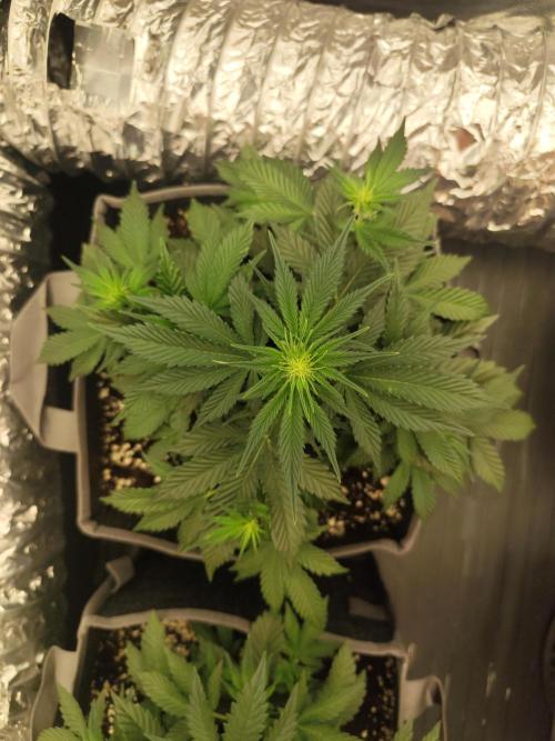Hella Jelly Auto 🍯🌿. Week 4 - Mochi
10.07.2026

