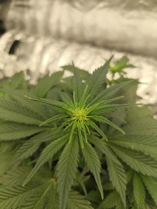 Hella Jelly Auto 🍯🌿. Week 4 - 10.07.2026