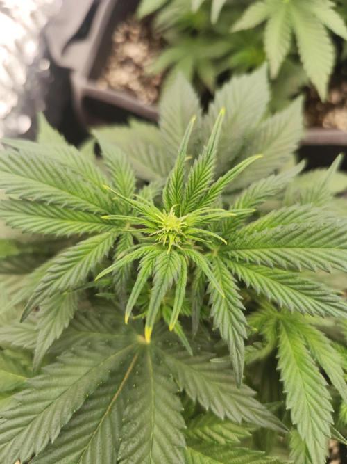 Hella Jelly Auto 🍯🌿. Week 4 - 10.07.2026