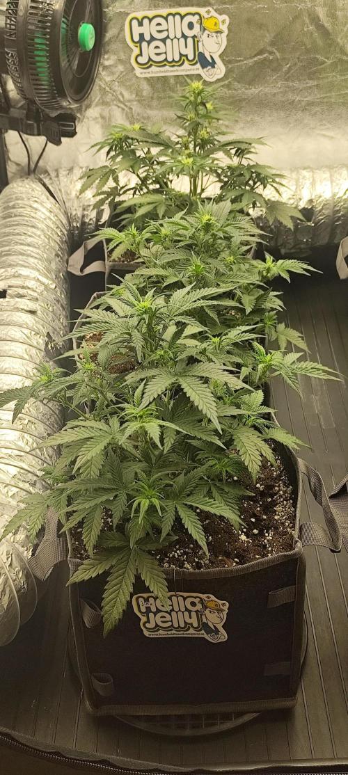 Hella Jelly Auto 🍯🌿. Week 4 - 14.07.2026