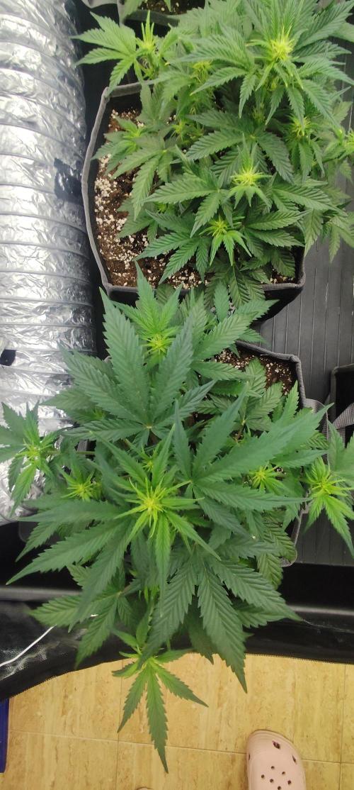 Hella Jelly Auto 🍯🌿. Week 4 - Jinx
14.07.2026