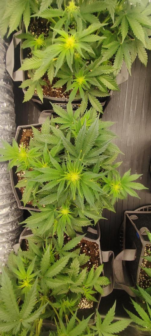 Hella Jelly Auto 🍯🌿. Week 4 - Jellybean
14.07.2026