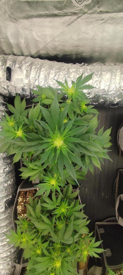 Hella Jelly Auto 🍯🌿. Week 4 - Mochi
14.07.2026