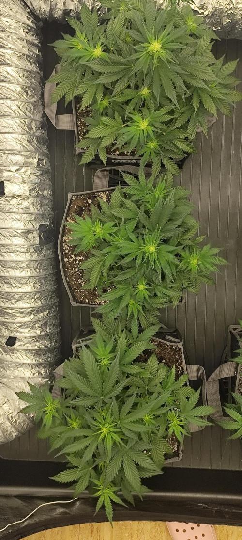 Hella Jelly Auto 🍯🌿. Week 4 - 14.07.2026