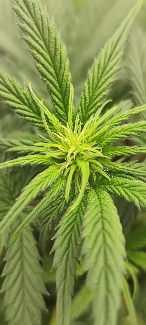 Hella Jelly Auto 🍯🌿. Week 4 - 14.07.2026