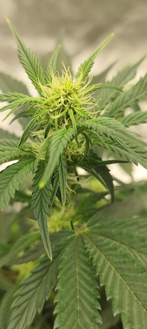 Hella Jelly Auto 🍯🌿. Week 4 - 14.07.2026