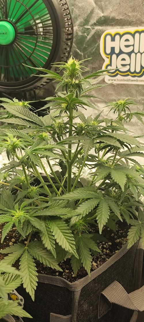 Hella Jelly Auto 🍯🌿. Week 4 - Mochi
14.07.2026