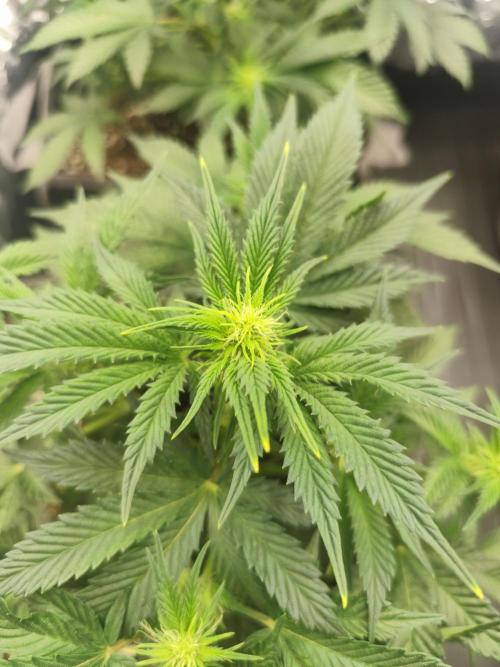 Hella Jelly Auto 🍯🌿. Week 4 - 14.07.2026