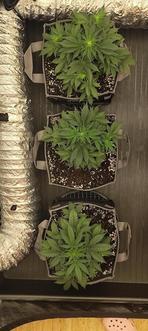 Hella Jelly Auto 🍯🌿. Week 4 - 10.07.2026