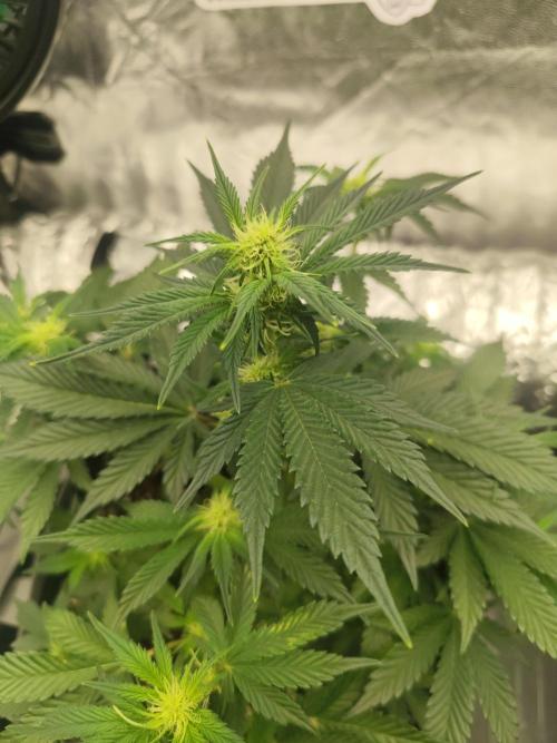 Hella Jelly Auto 🍯🌿. Week 4 - 14.07.2026