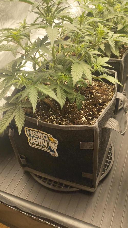 Hella Jelly Auto 🍯🌿