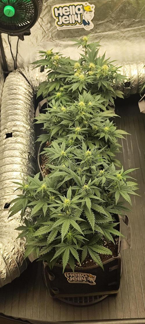 Hella Jelly Auto 🍯🌿. Week 5 - Hella Jelly Auto - HUMBOLDT  SEED COMPANY 