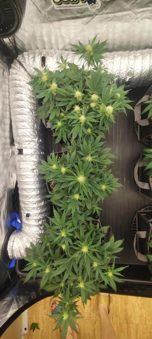 Hella Jelly Auto 🍯🌿. Week 5 - Hella Jelly Auto - HUMBOLDT  SEED COMPANY