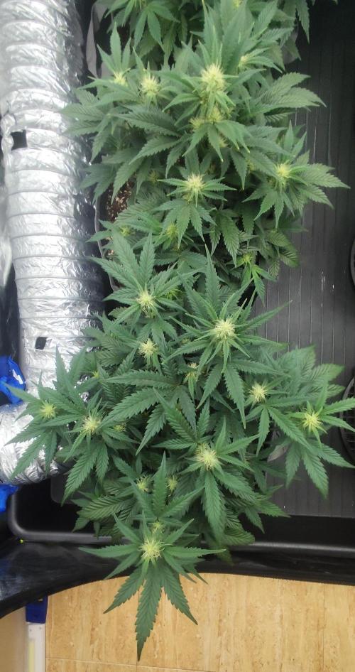 Hella Jelly Auto 🍯🌿. Week 5 - JINX 