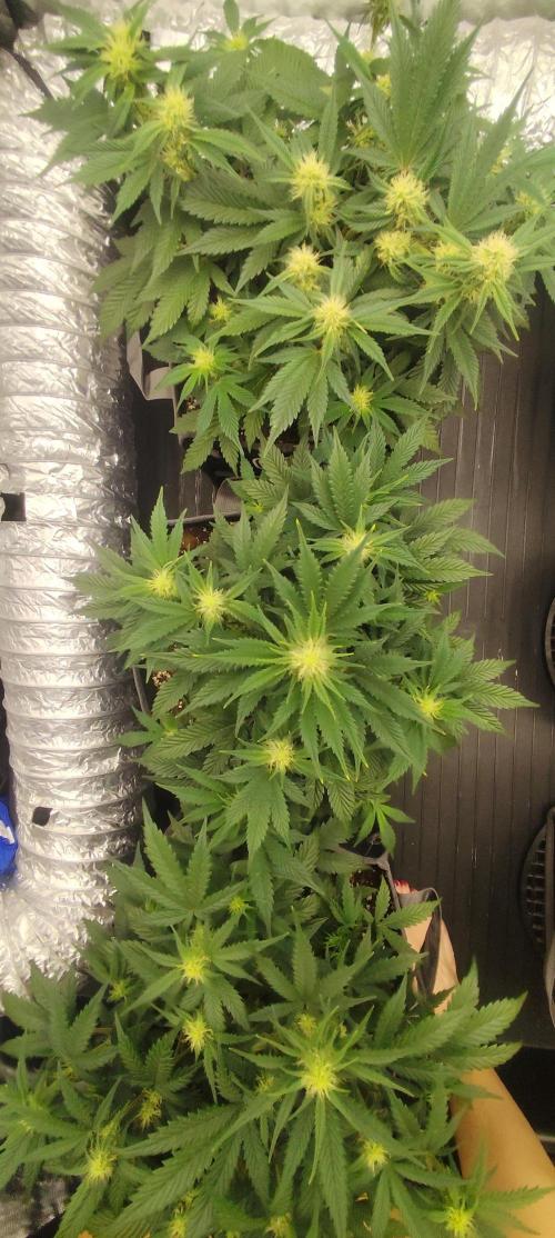 Hella Jelly Auto 🍯🌿. Week 5 - MOCHI