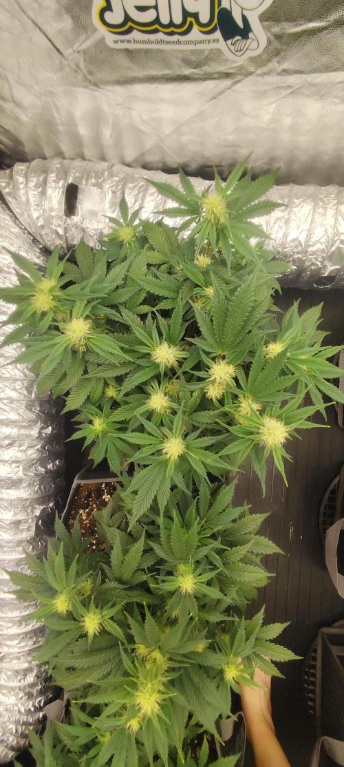 Hella Jelly Auto 🍯🌿. Week 5 - JELLYBEAN 