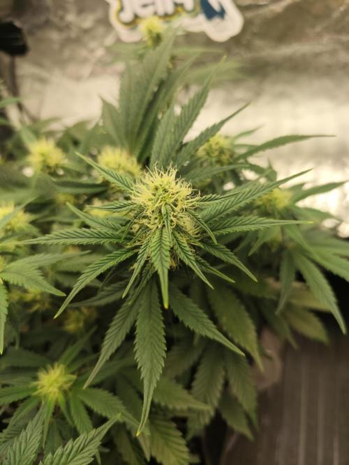 Hella Jelly Auto 🍯🌿. Week 5 - 20.07.2026